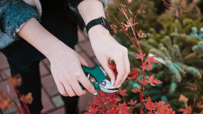 A Step-By-Step Guide To Garden Maintenance