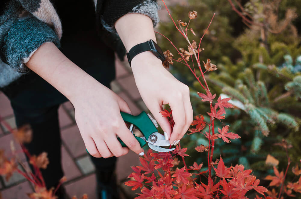 A Step-By-Step Guide To Garden Maintenance